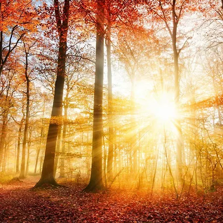 Boshuis Bubbels Wellness With Private Hottub And Sauna - Super House With Huge Garden And Private Parking Space - Veluwe